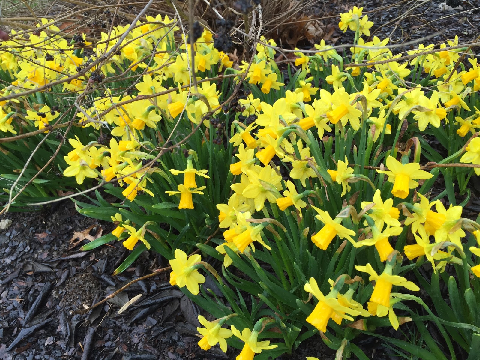 Daffodils from January to April - The Real Dirt Blog - ANR Blogs