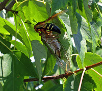 Cicada killing wasp