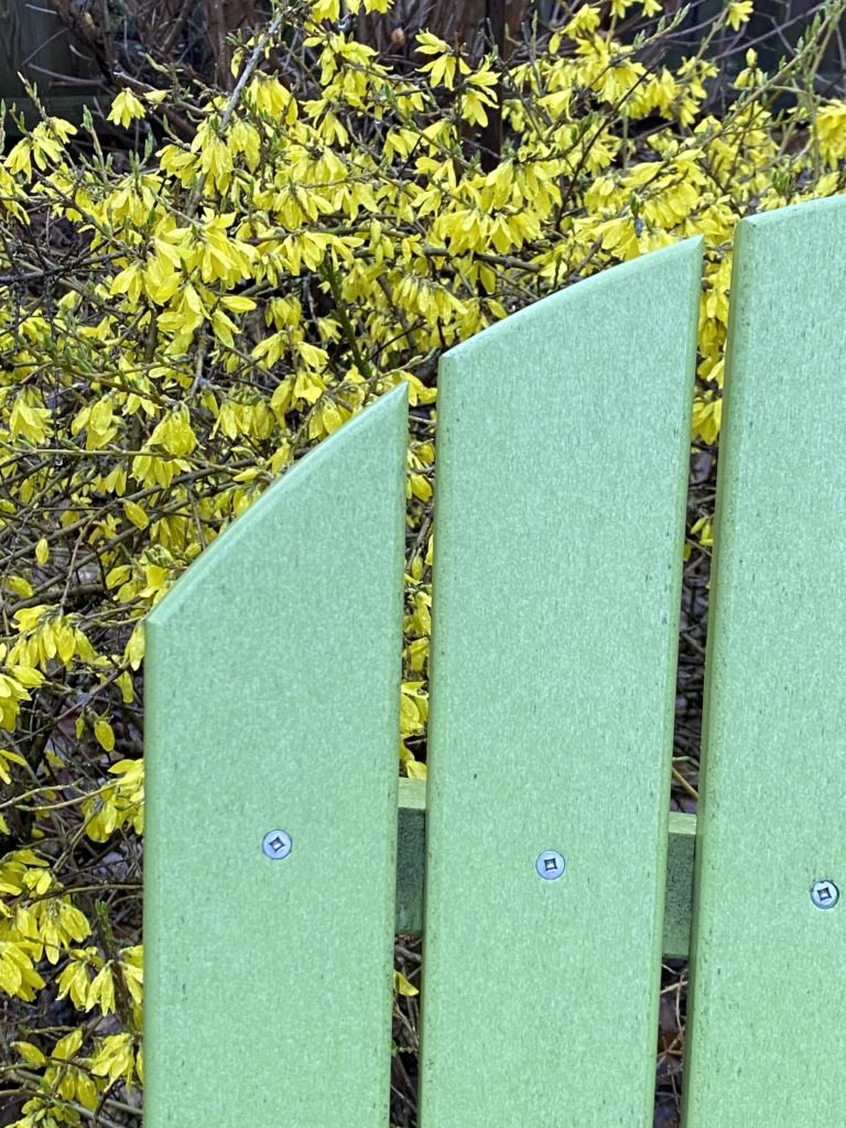 Forsythia 'Gold Tide' in bloom behind green chair.

