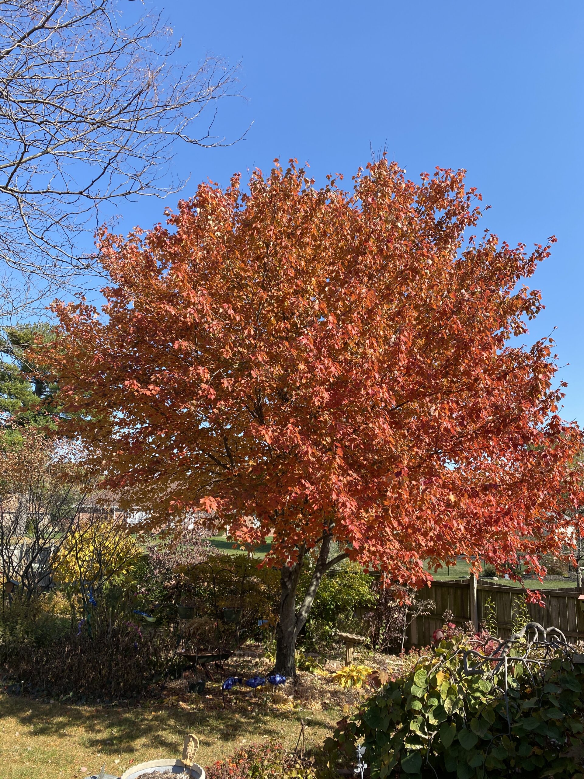 My Tree Was Hiding These Beautiful Colors! - Carol J. Michel - Author ...