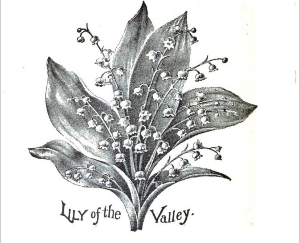 Drawing of Liy of the Valley from House Plants and How to Succeed With Them by Lizzie Page Hillhouse