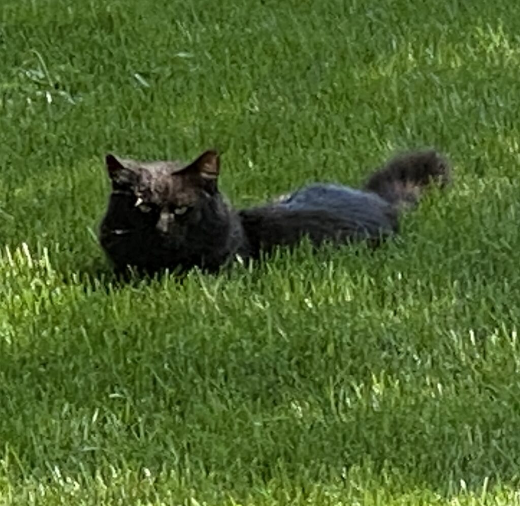 cat lounging in lawn