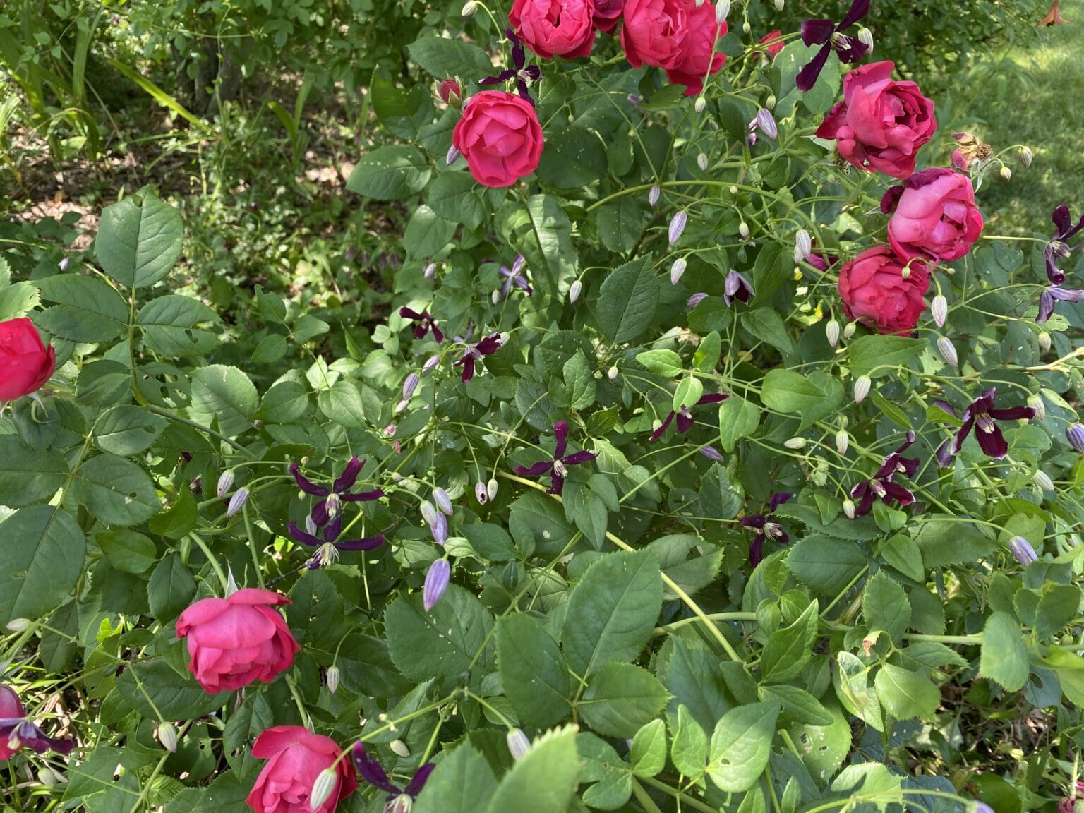 The Wonder Years of Gardening - Carol J. Michel - Author and Gardener