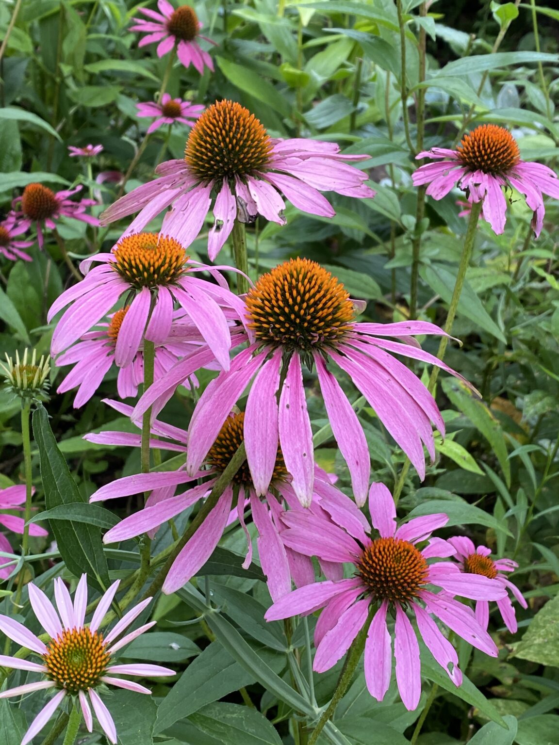 Garden Bloggers' Bloom Day - July 2024 - Carol J. Michel - Author and ...