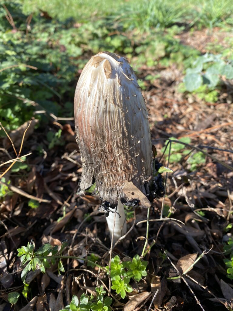  Coprinus comatus 