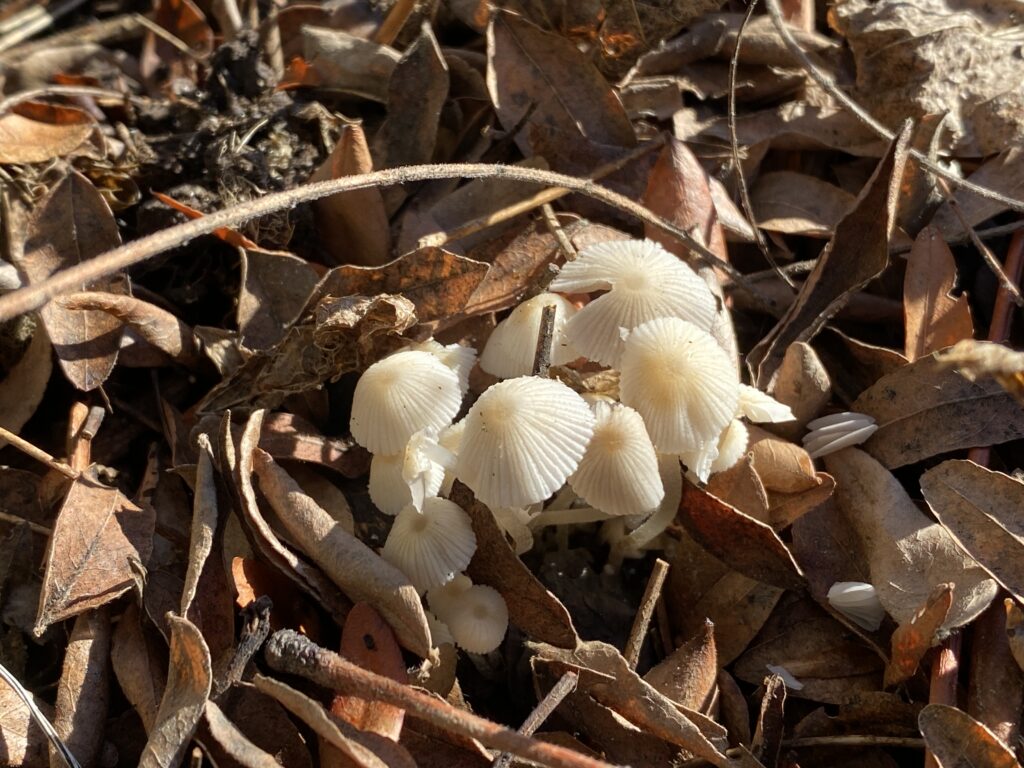 Coprinellus disseminatus