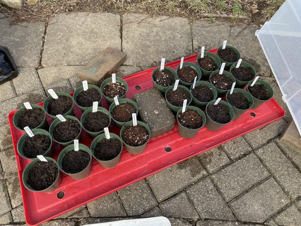 Seedlings in containers for winter sowing