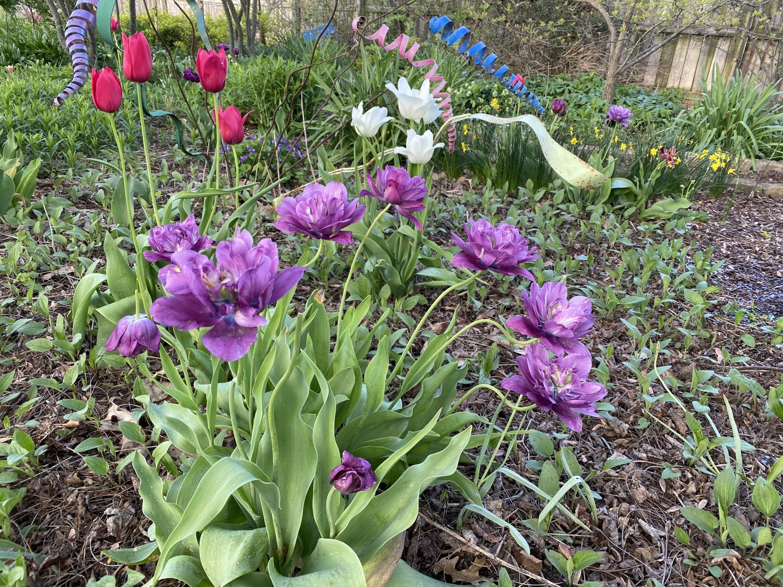 And the Tulips Multiplied - Carol J. Michel - Author and Gardener