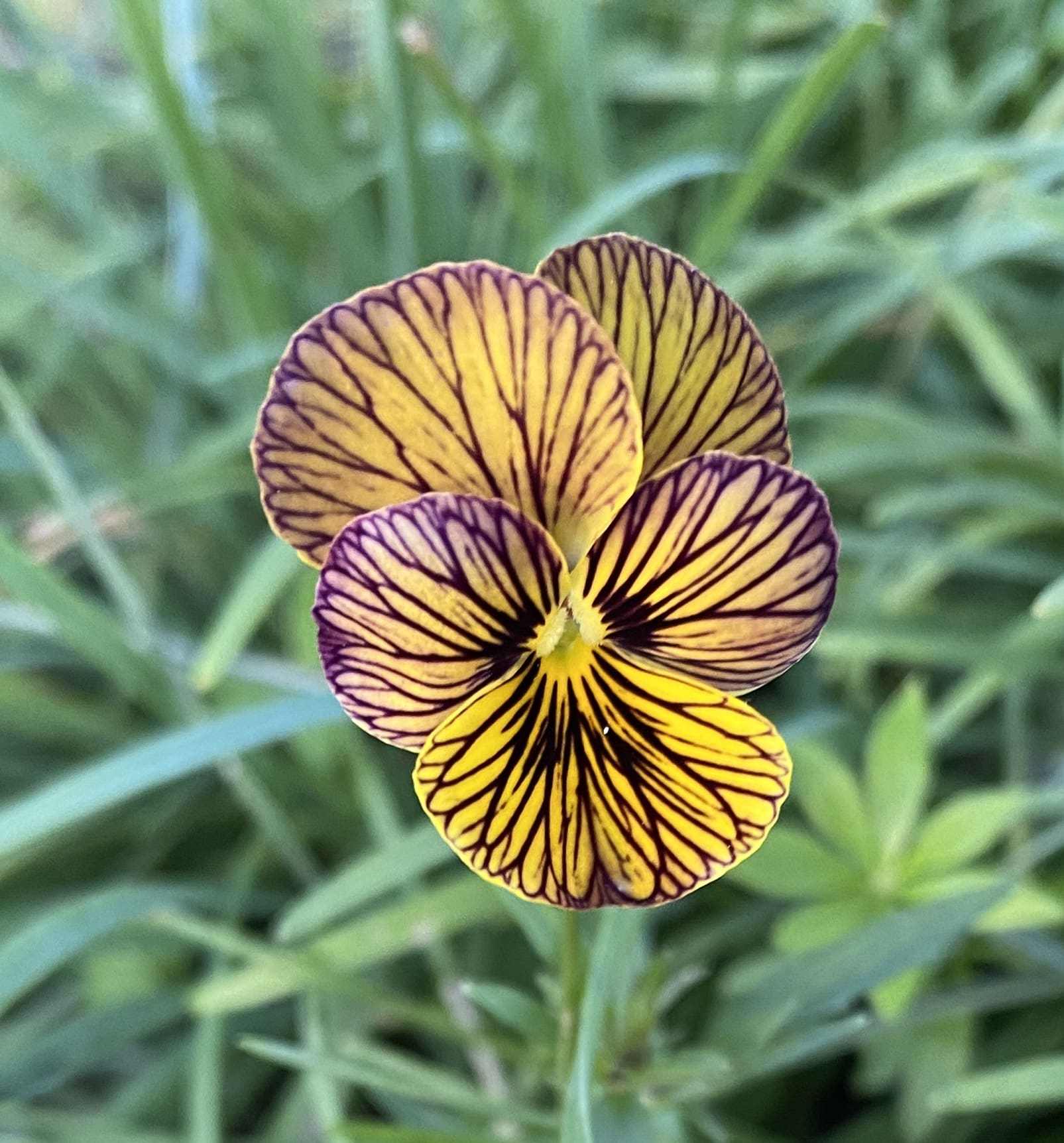 The Garden Bloggers Challenge, continued! - Carol J. Michel - Author ...